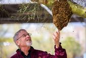 Internationally known honey bee geneticist Robert E. Page Jr. checks out a swarm in Arizona.
